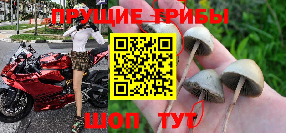 Шатура  Псилоцибиновые грибы Psilocybe  Галлюциногенные грибы Cubensis  Вход с VPN 